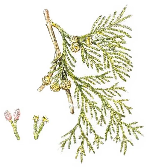 Eucalytpus globulus blur.JPG