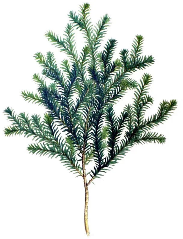 hinoki.jpg