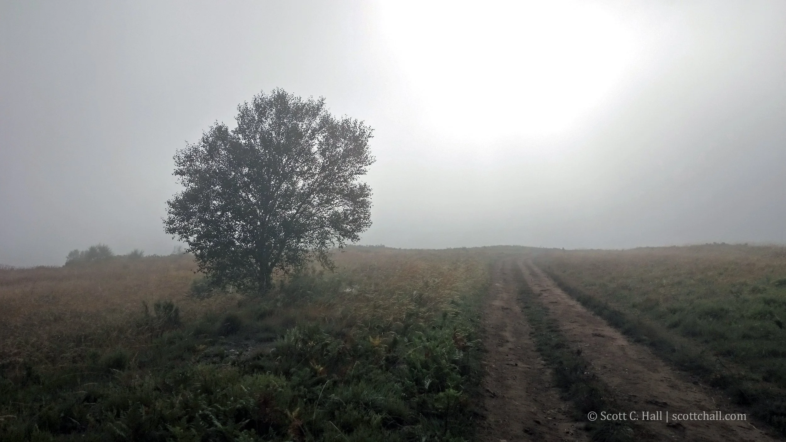 Białowieża Forest (Poland/Belarus border)