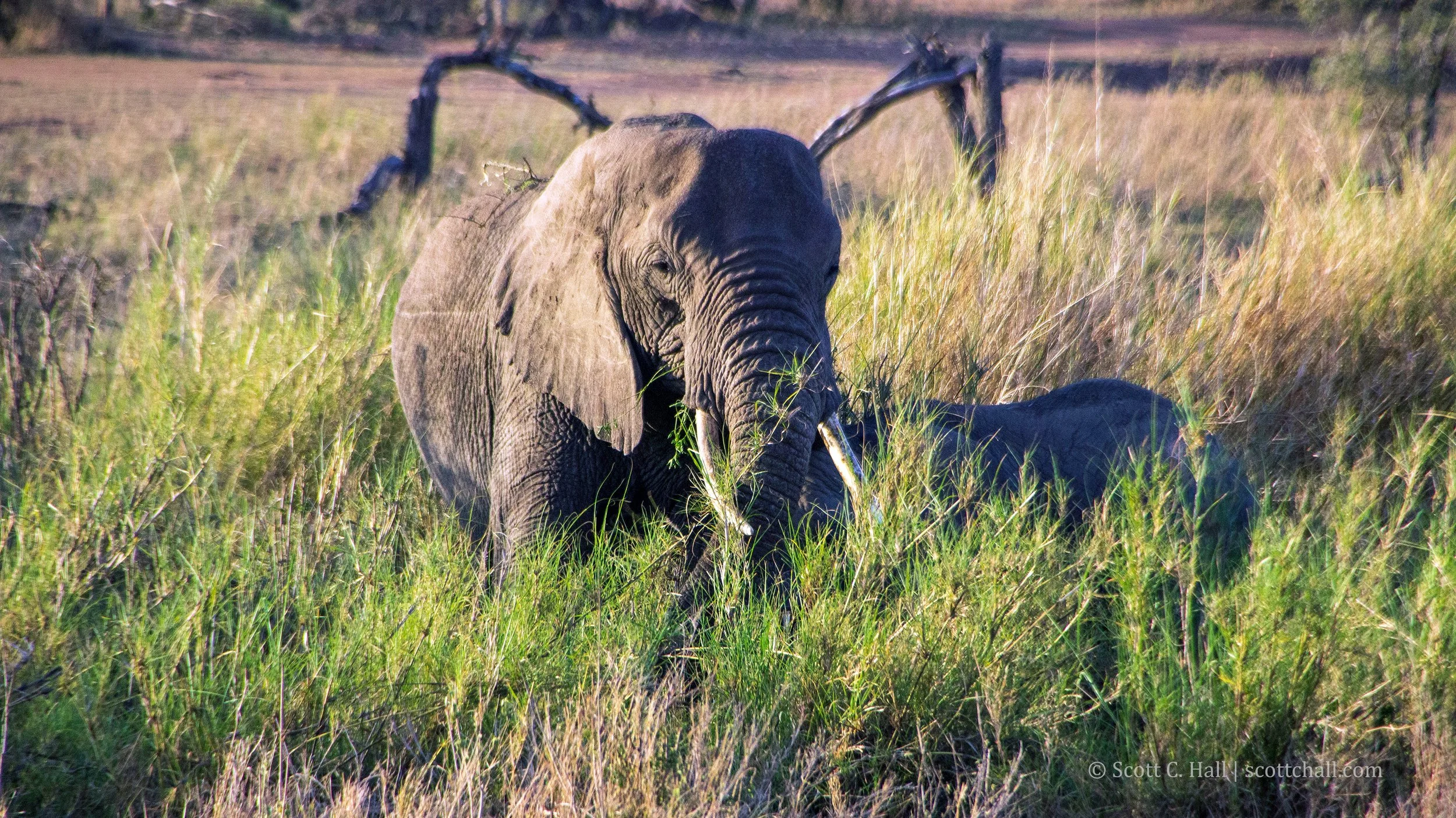 African Elephants, Serengeti National Park (Tanzania)