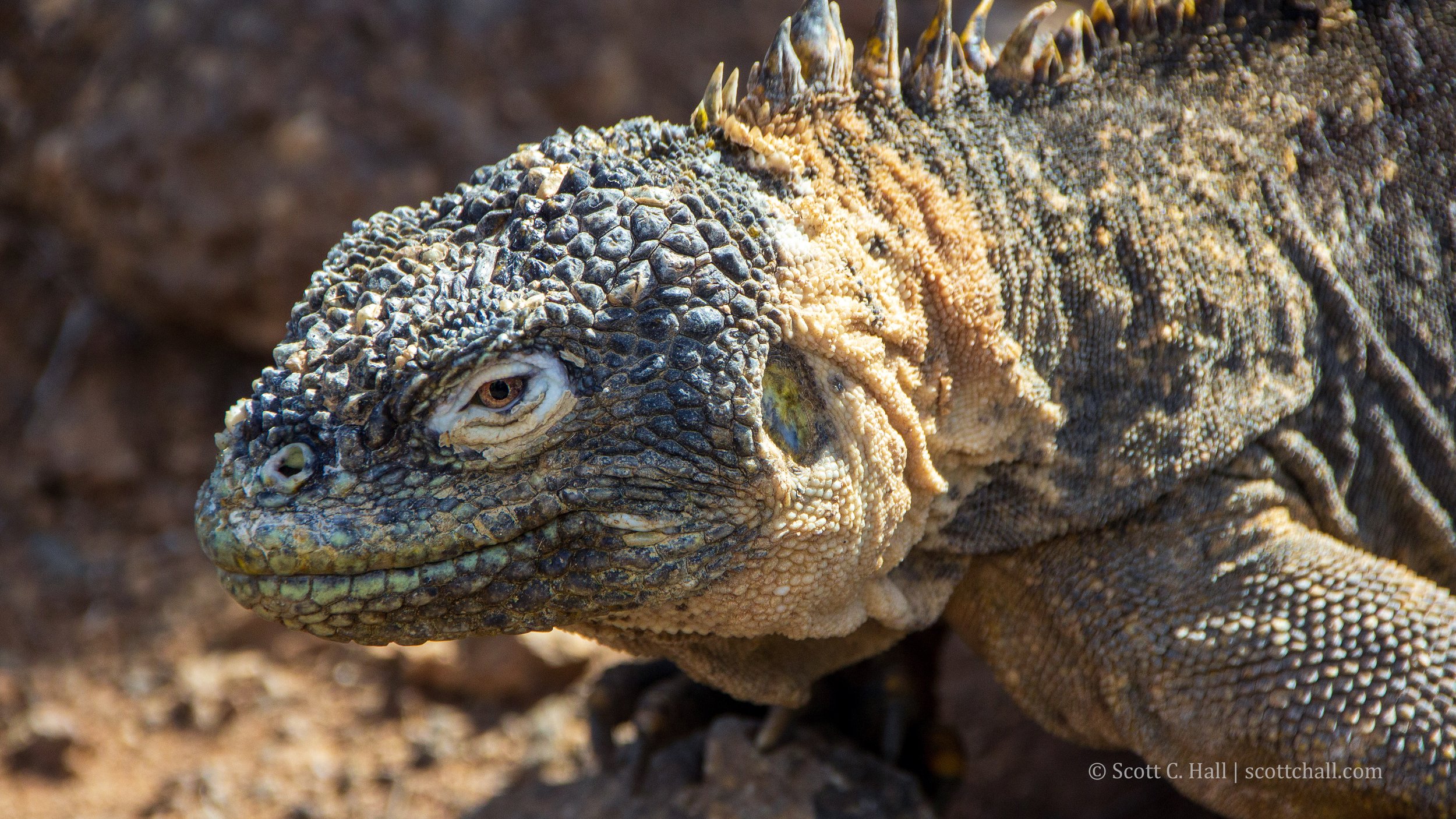 Land Iguana (Galápagos Islands, Ecuador)