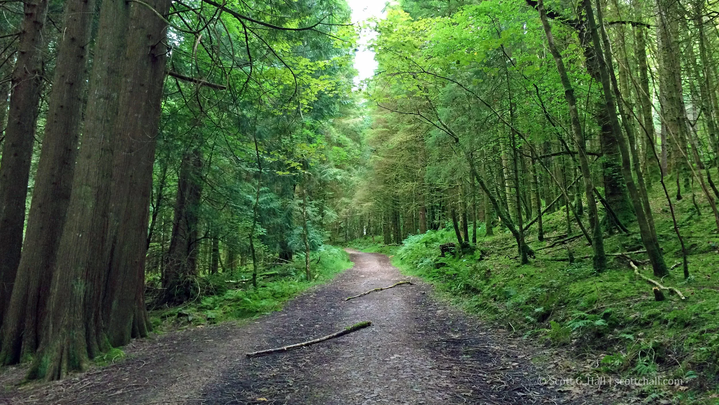 Białowieża Forest (Poland/Belarus border)