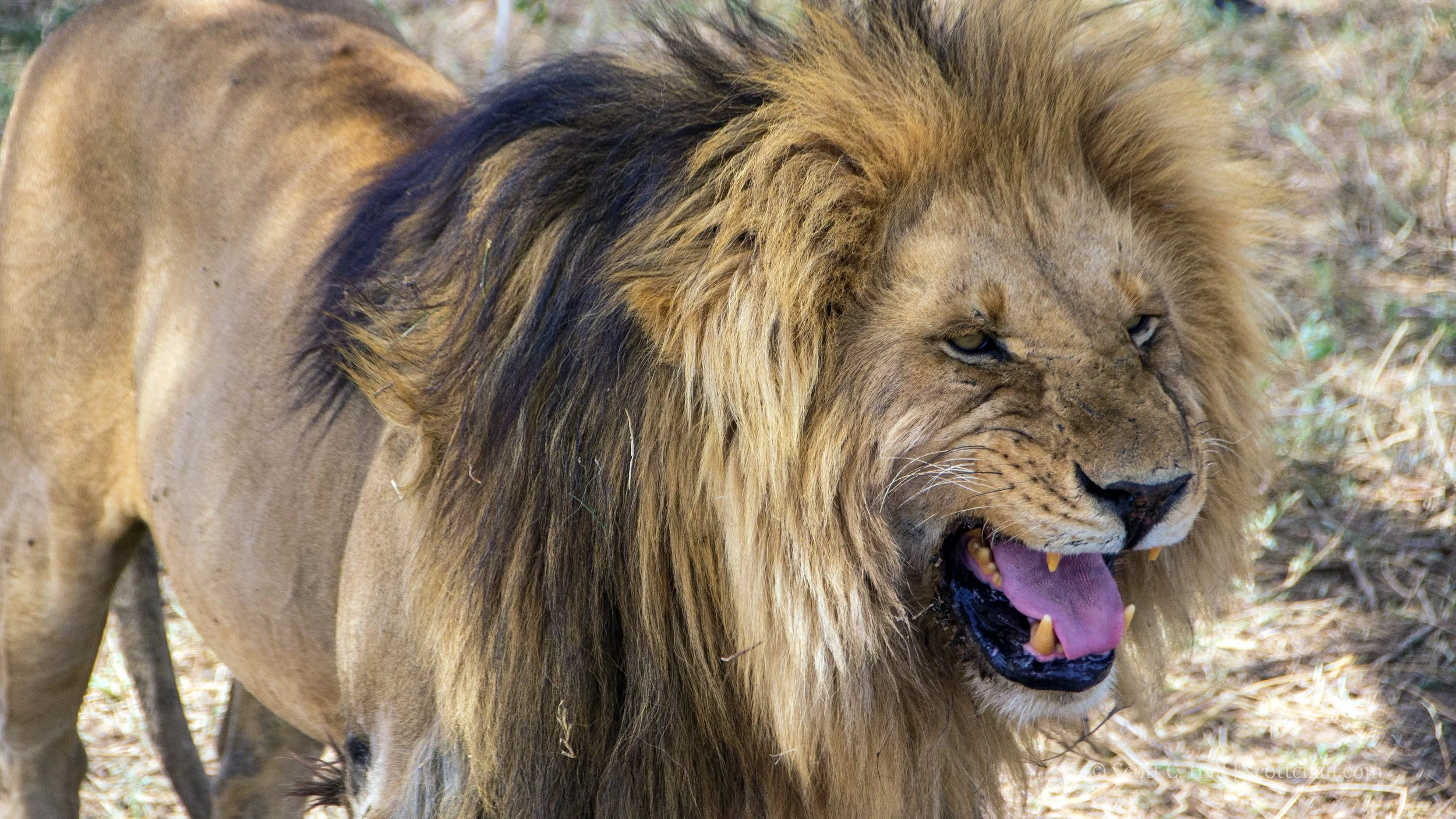 African Lion, Maasai Mara National Reserve (Kenya)