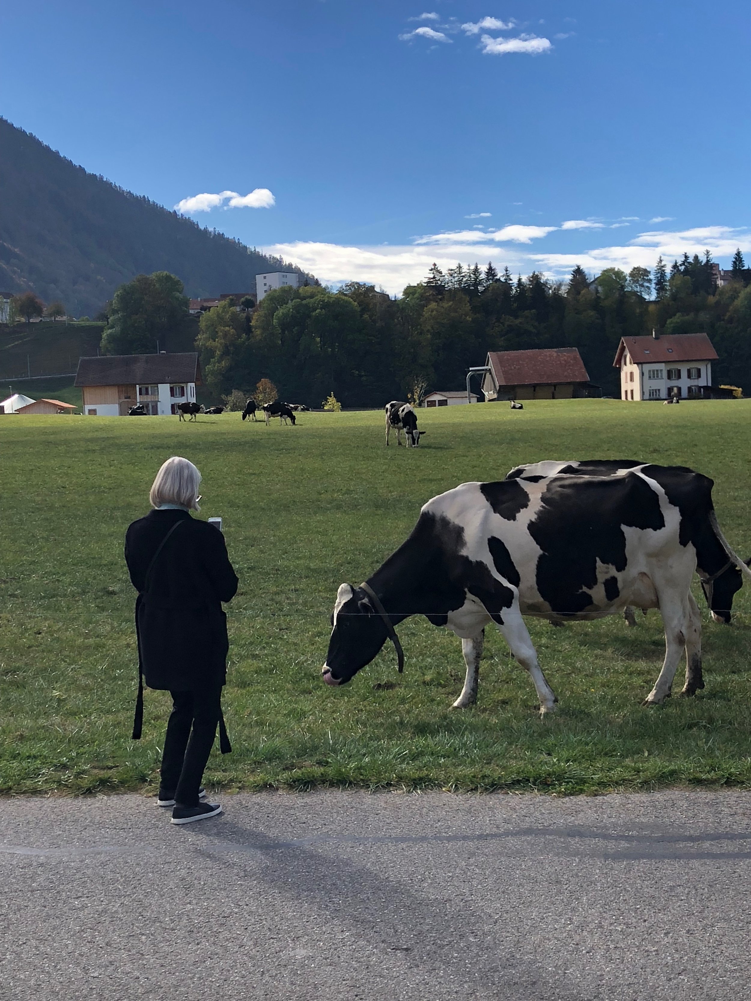  My Mom apparently loves cows   