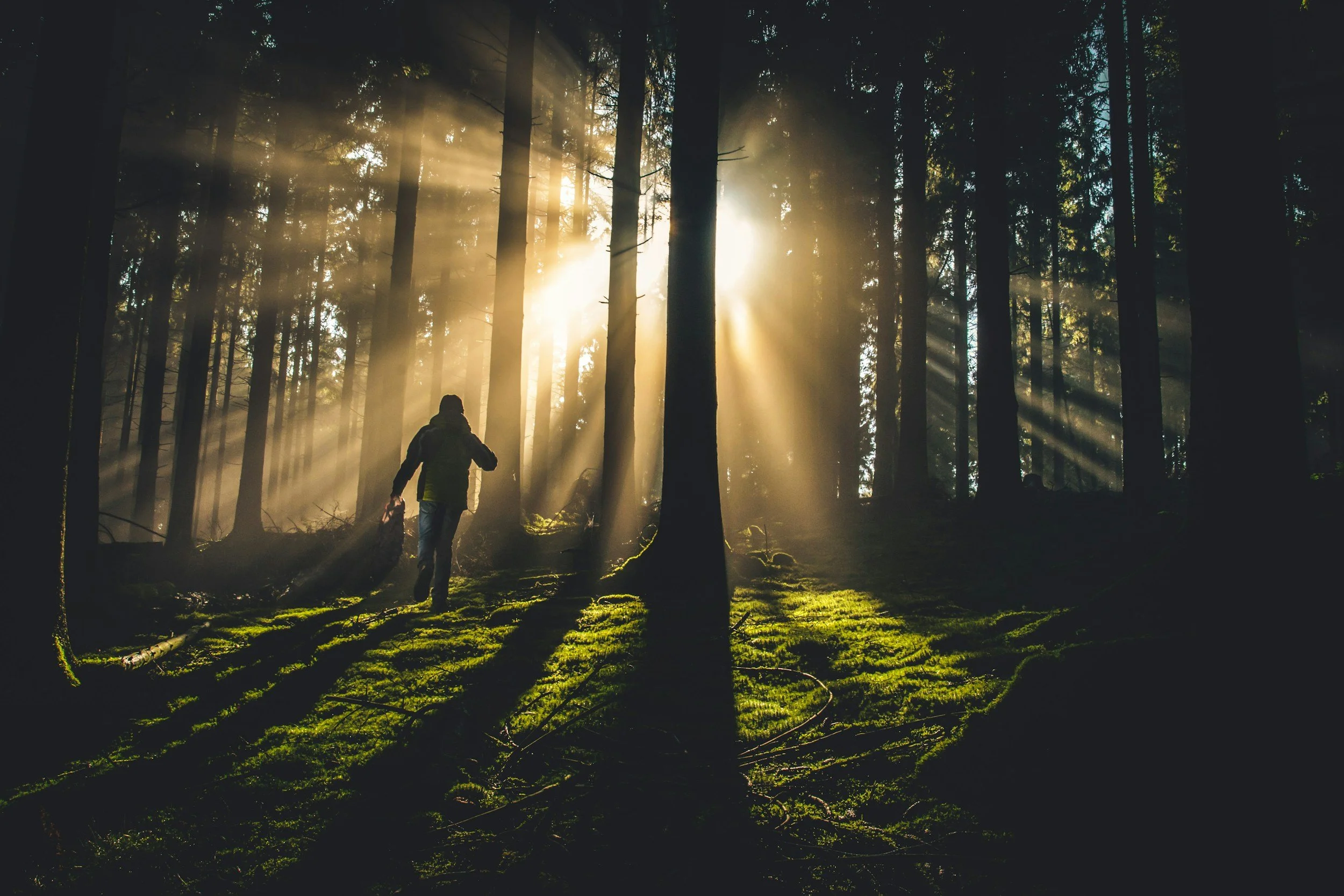 Forest Bathing 