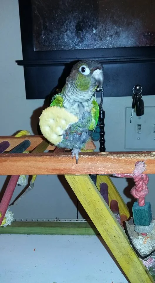 "Pete the Parrot"
