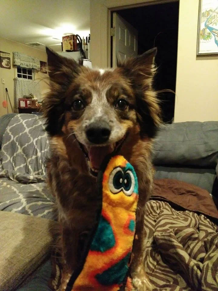 Kush’s Dog Abby
