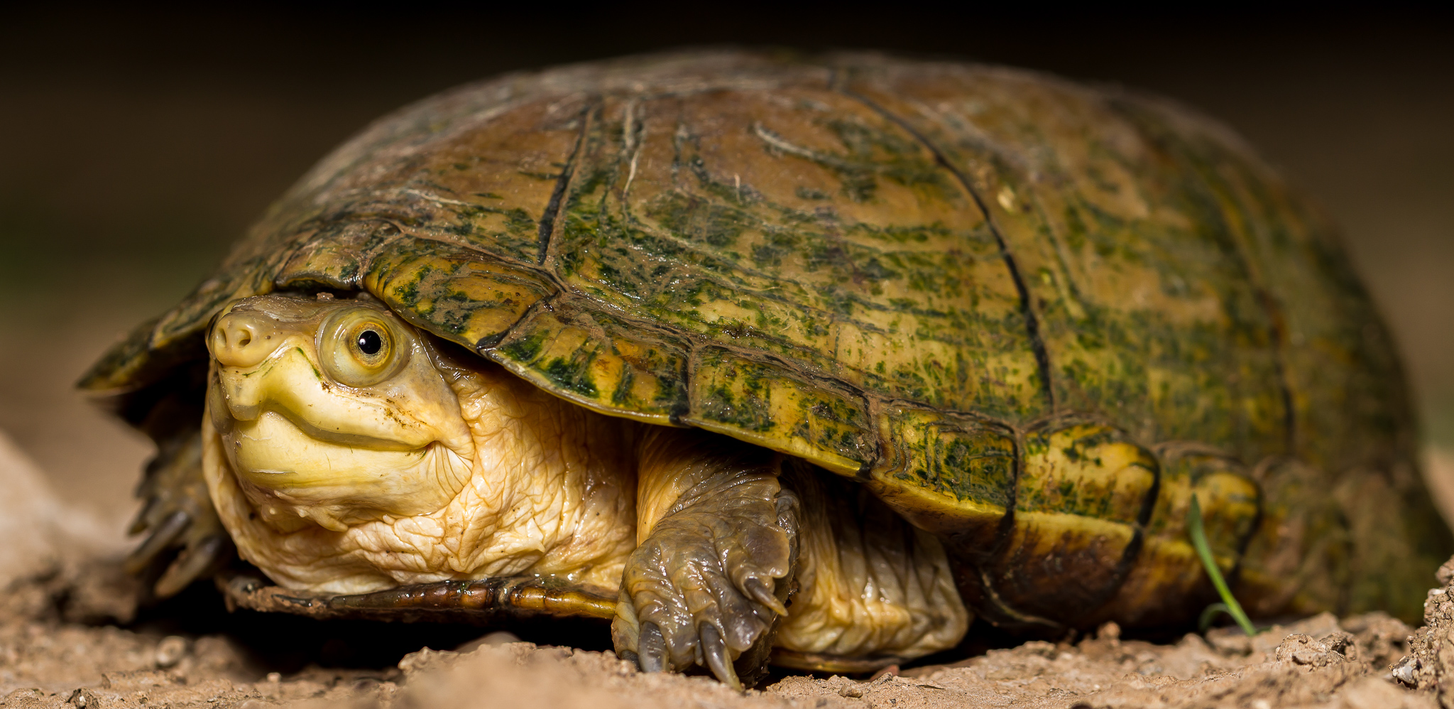 Facebook - Original - Arizona Mud Turtle (Kinosternon arizonense).jpg