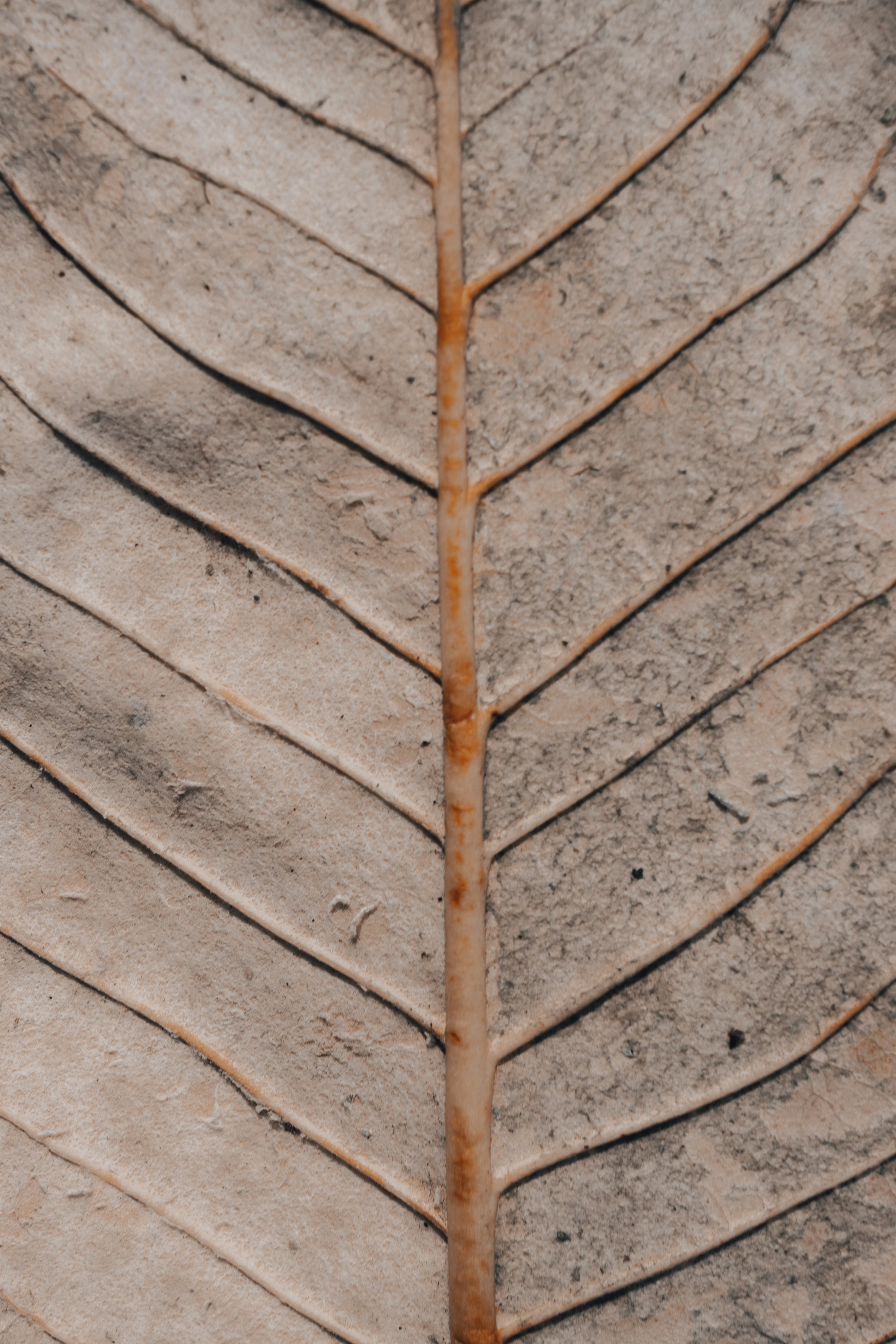 patterned leaf - jonny-gios-mN4p9Ho0kjY-unsplash.jpg