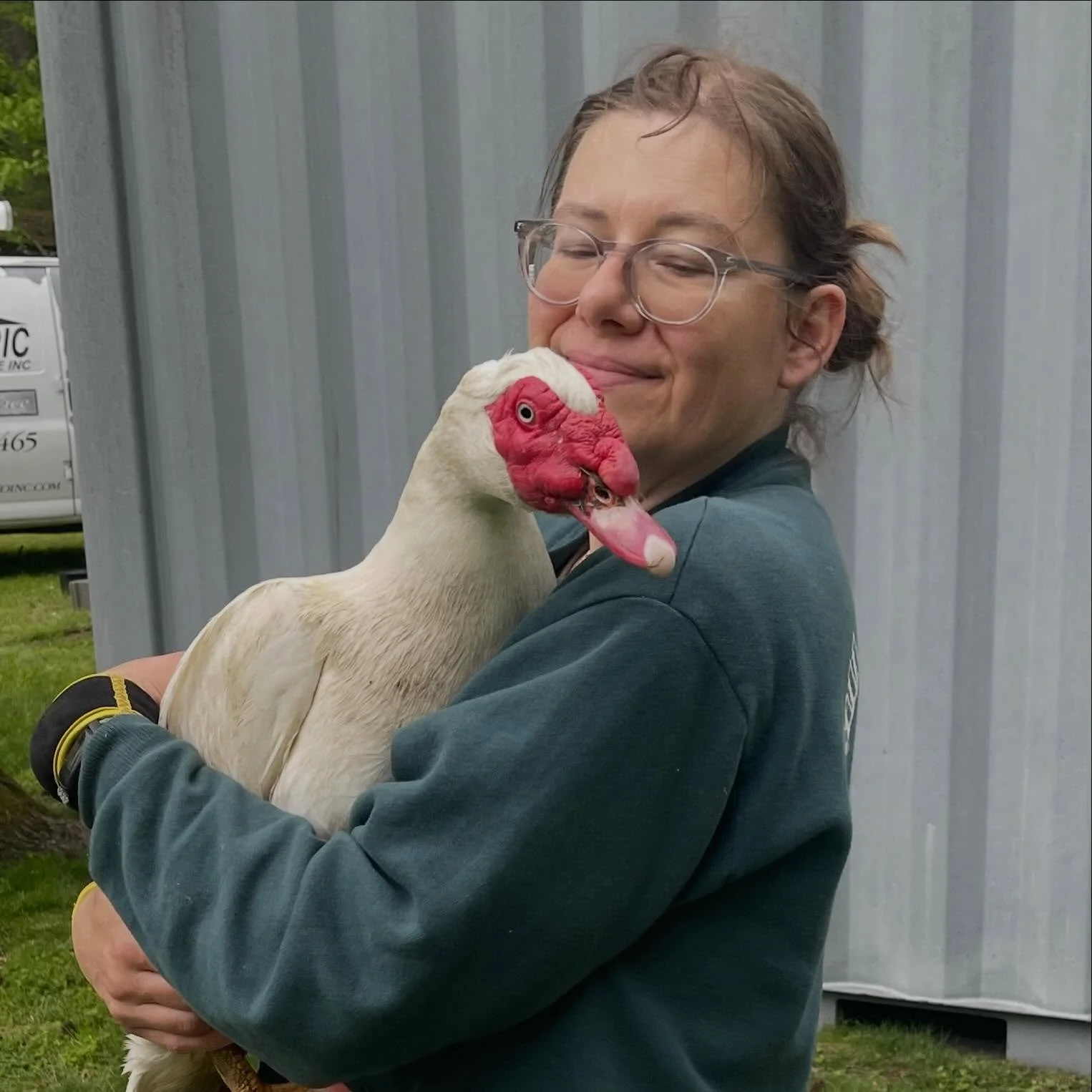 My ducky boy! I will miss him on my travels! #ducks #farm #drake #wholeheartedfarm #duckiesofinstagram