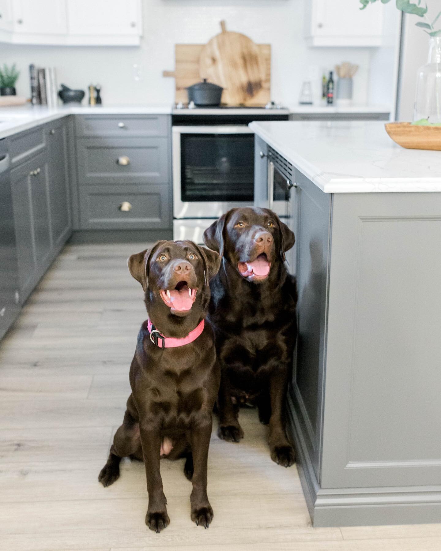 If you don&rsquo;t already know these are my two babies! If you&rsquo;re a dog parent I&rsquo;m sure you can understand my obsession. For my dream home I can&rsquo;t wait to include custom elements to accommodate them. I started a design for a full h