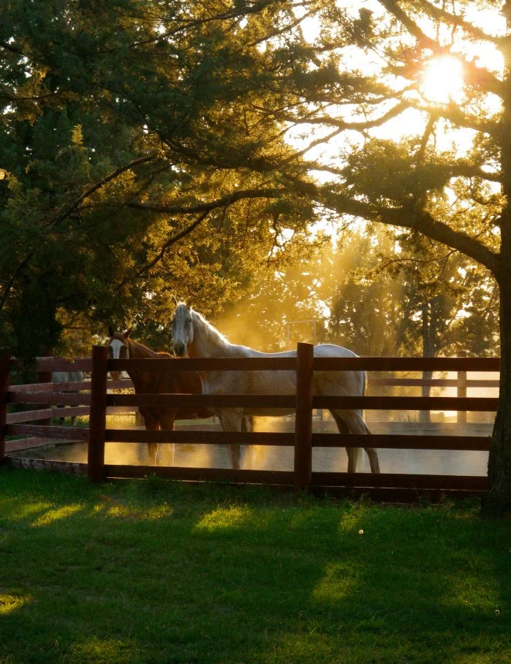 sunset-horses.jpg