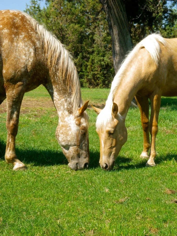 horses-eating-by-each-other.jpg