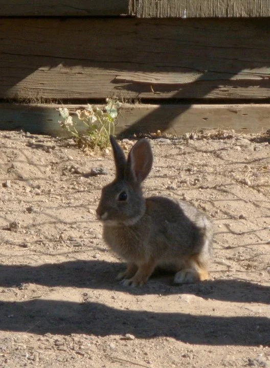 bunny-rabbit.jpg