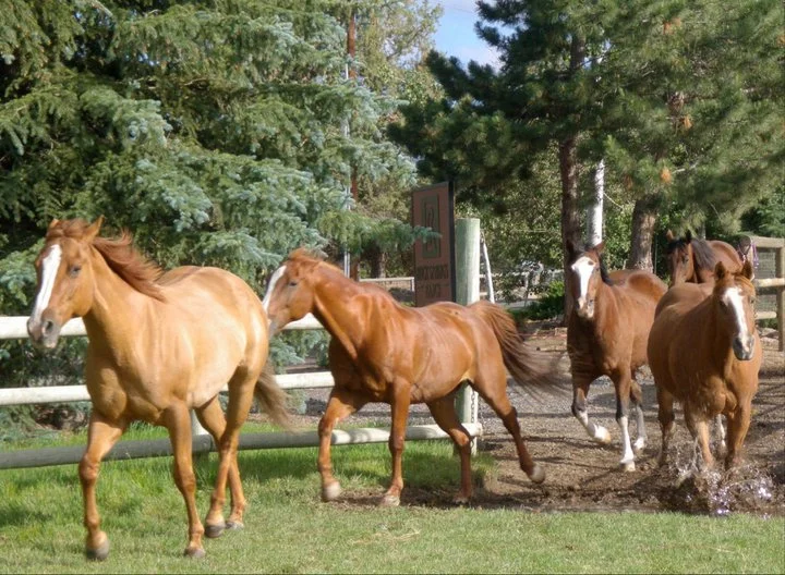 horses-running-3.jpg