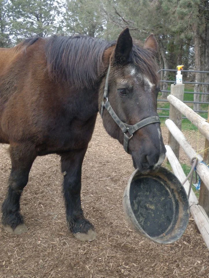 horse-with-bucket.jpg