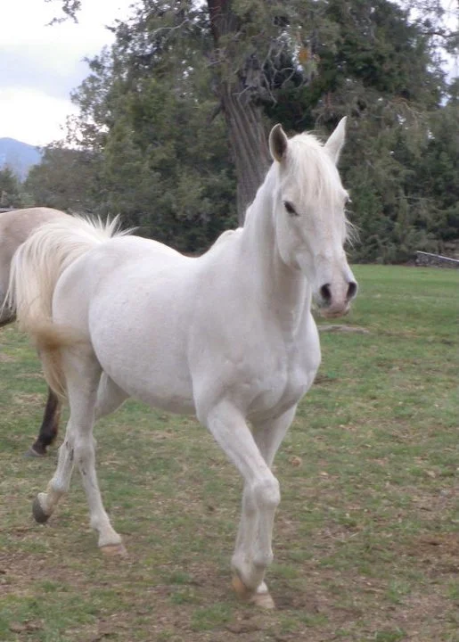 horse-10.jpg