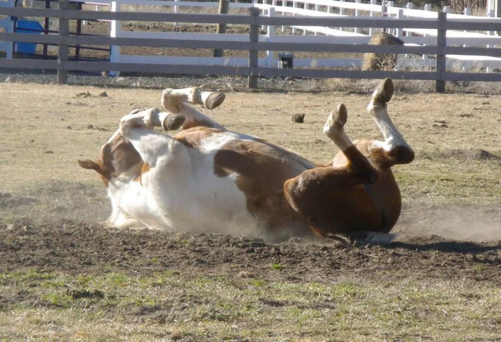 horse-rolling-over.jpg