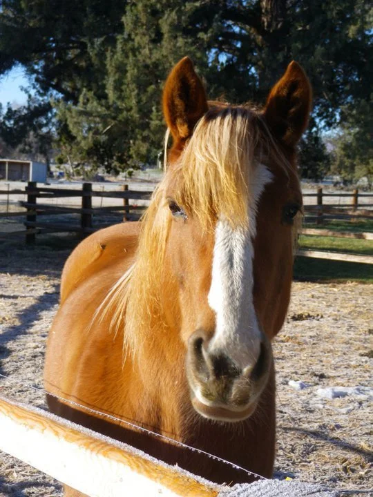 horse-9.jpg