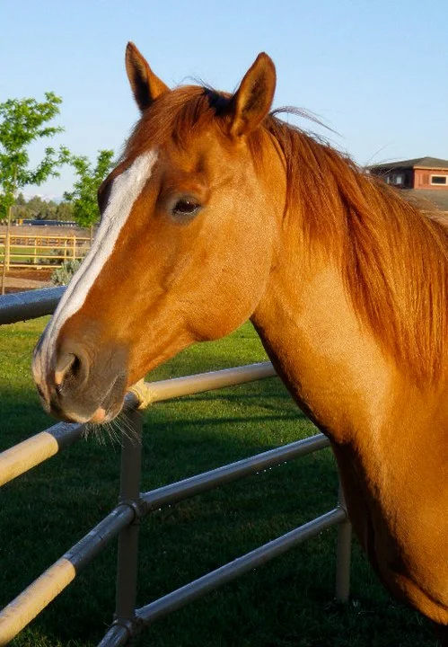 horse-8.jpg