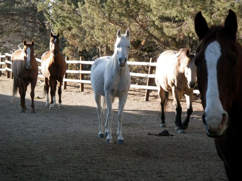 horses-7.jpg