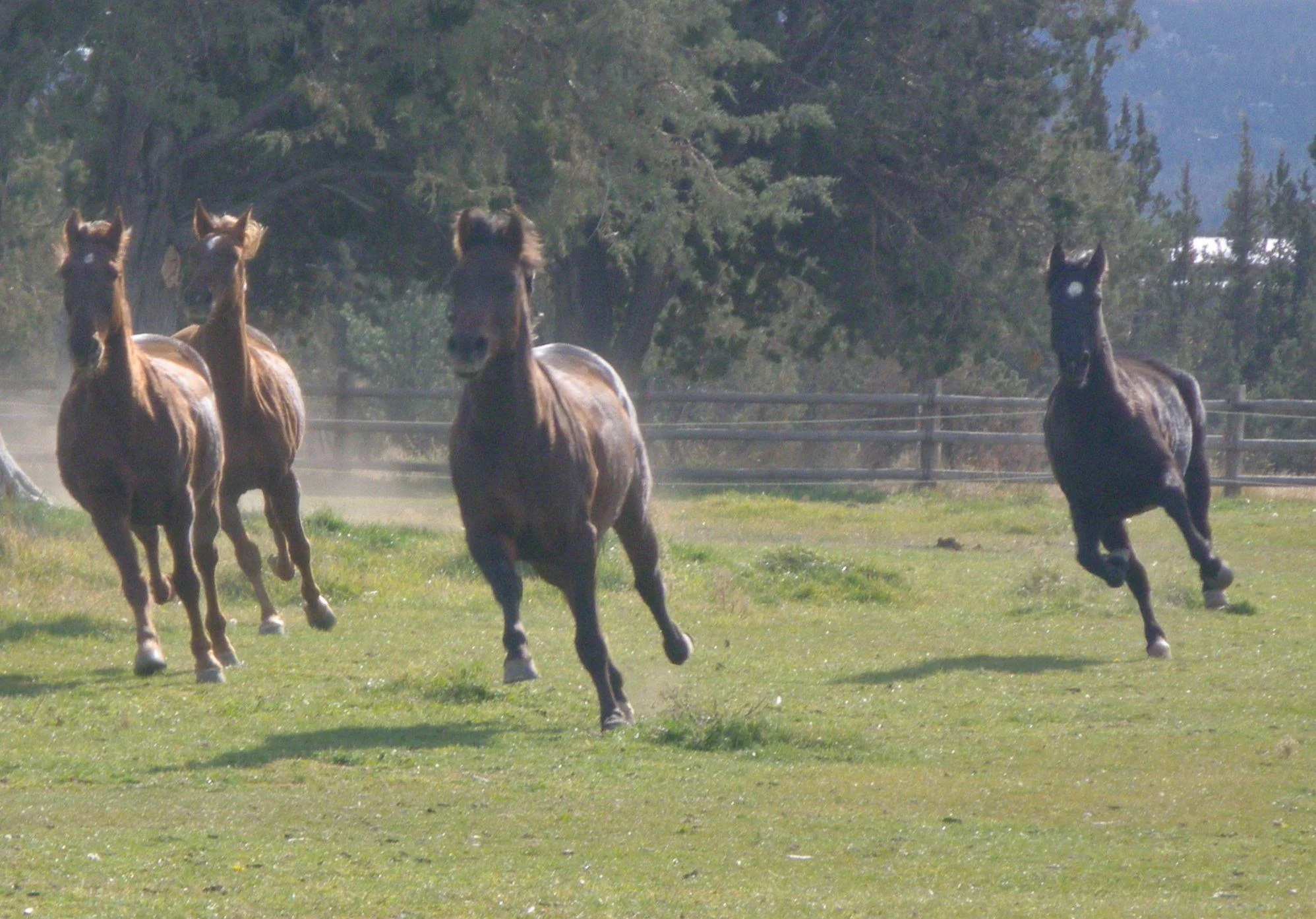 horses-1.jpg