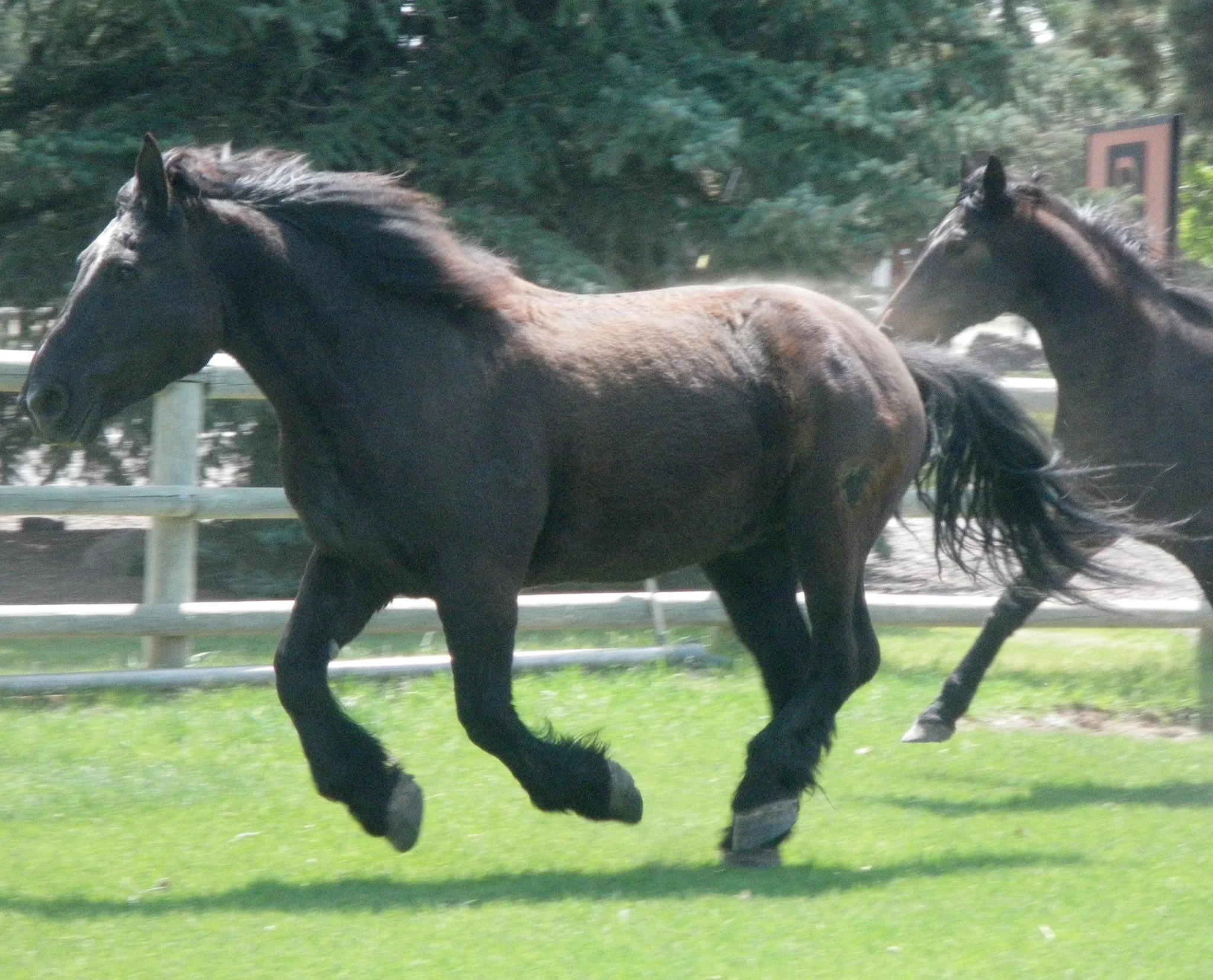 horse-2.jpg