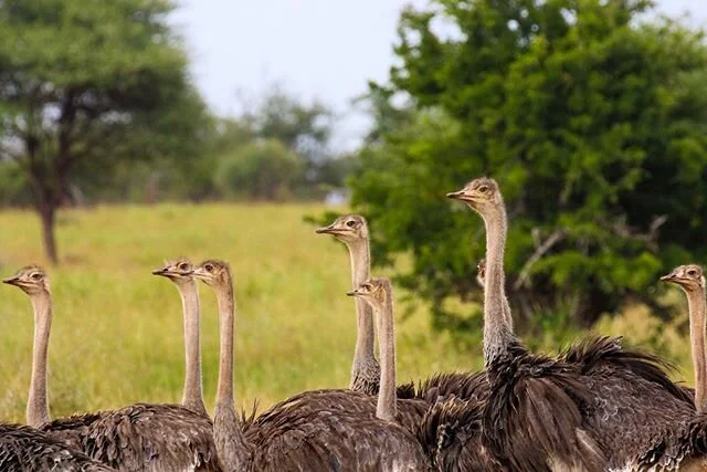 🇹🇿 OSTRICHES OF TANZANIA! 🇹🇿
~
The flightless ostrich is the world's largest bird. They are also the fastest runners of any birds or other two-legged animals.
~
Ostriches can sprint at a speed of over 70 km/hr, thus making it a difficult target f