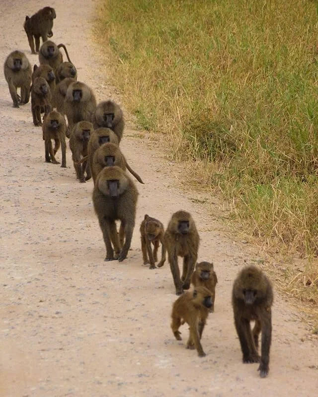 🐒 AFRICAN BABOONS 🐒
~
There are around 260 monkey species in the world. Most of them live in trees except for a few who seem to prefer the ground like baboons...