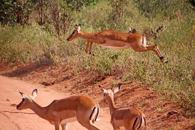 🇹🇿 GAZELLES OF TANZANIA 🇹🇿
~
Gazelles are very fast animals. Some are able to run at bursts as high as 100 km/h (60 mph) or run at a sustained speed of 50 km/h (30 mph).
~
When they&rsquo;re faced with danger, they begin running. While running, t