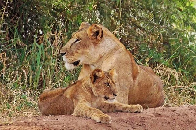 9am - after sleeping in, mom and cub wake up by the river.
10am - mom and cub go for a walk.
11am - wildebeest brunch time 😋
~
📷: @rachelczupski
