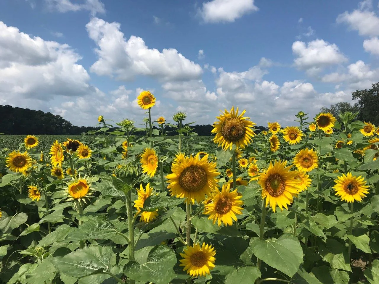 Gracies Sunflowers.jpg