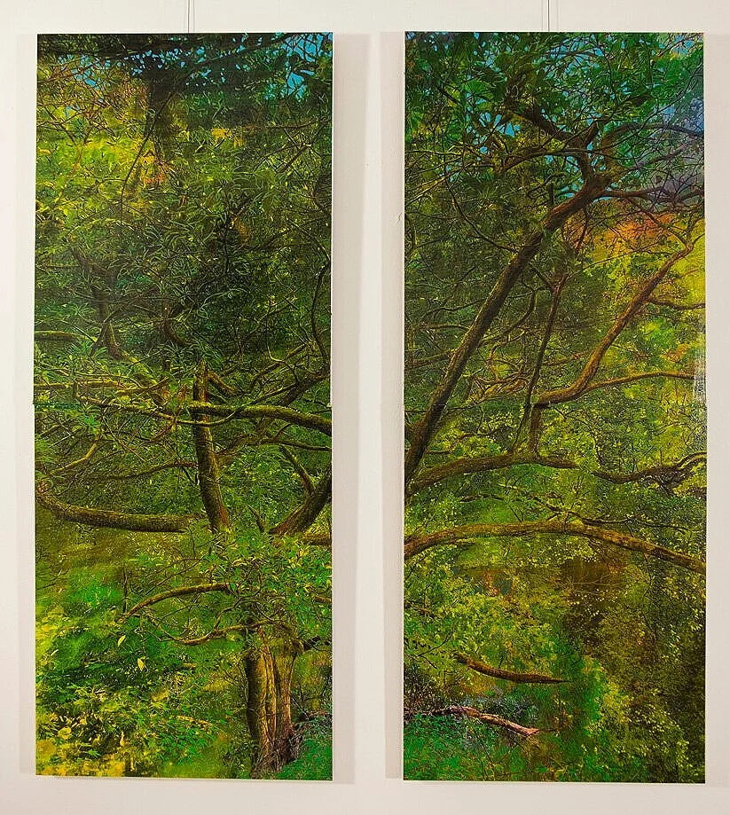 Japanese Trees
