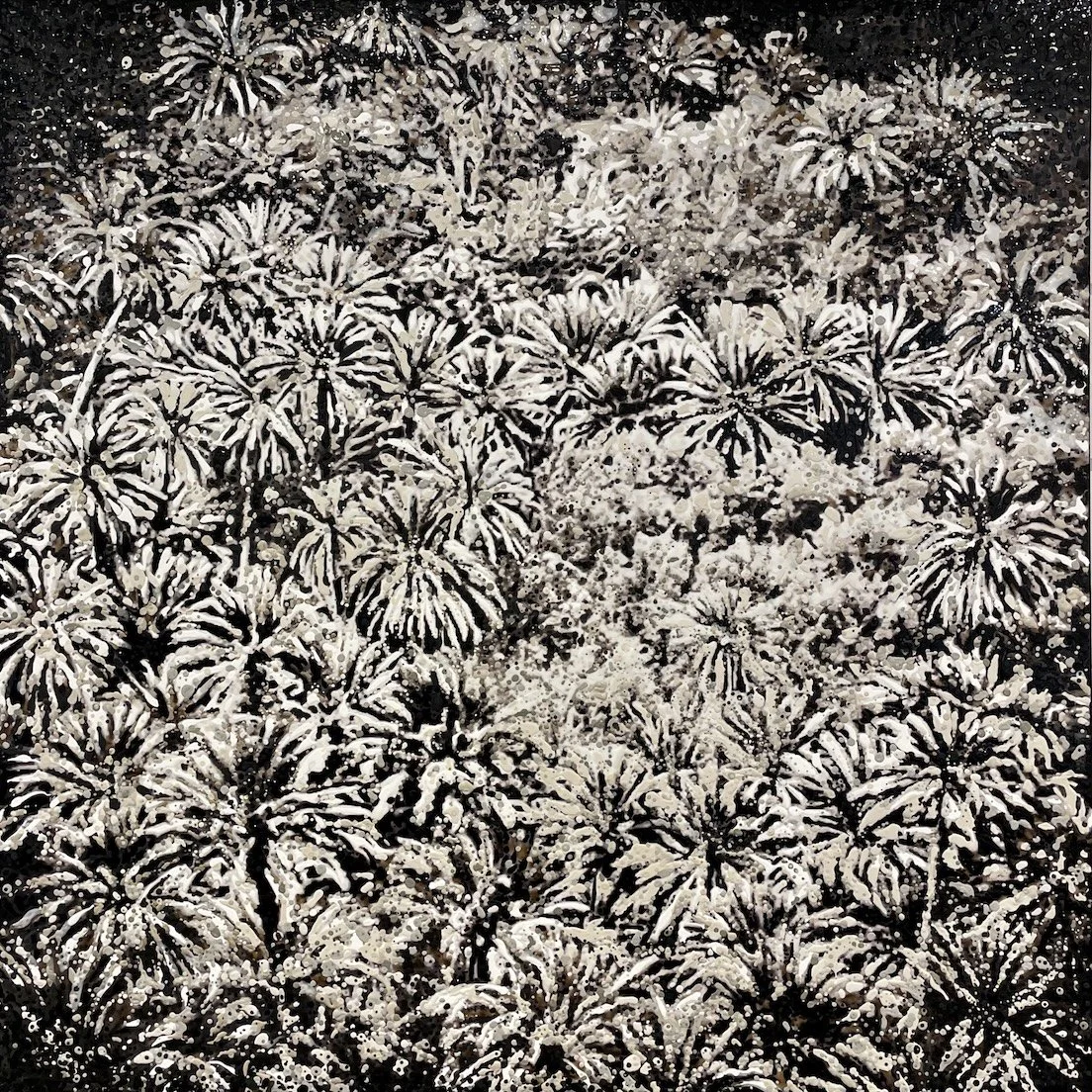 Medjool Date Trees, Imarirhen, Morocco (June 2025)