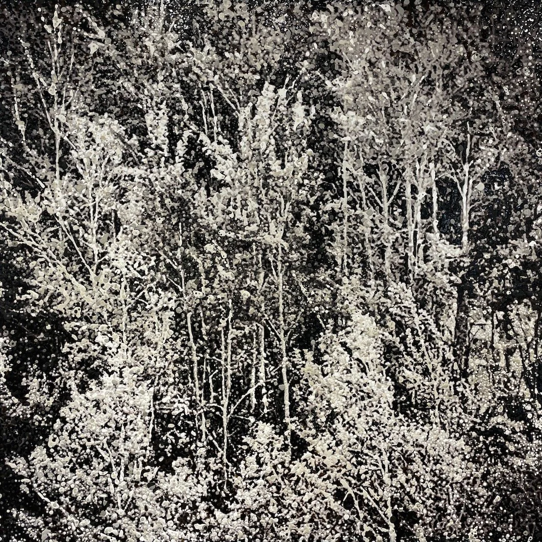 Silver Birch Trees, Gorges du Dadès, Morocco (June 2025)
