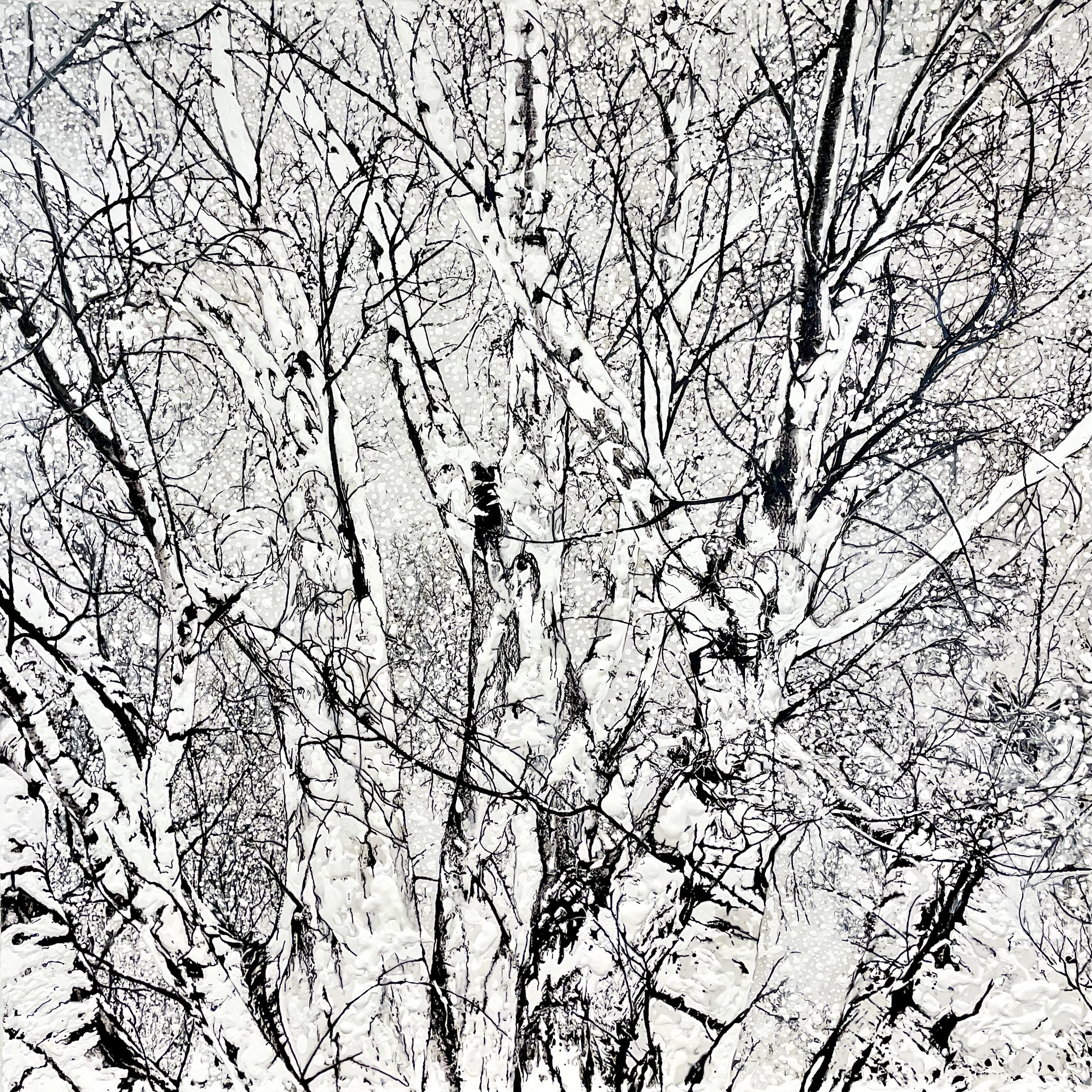 Birch Trees in The Snow, High Atlas (Morocco). June 2025 (SOLD)