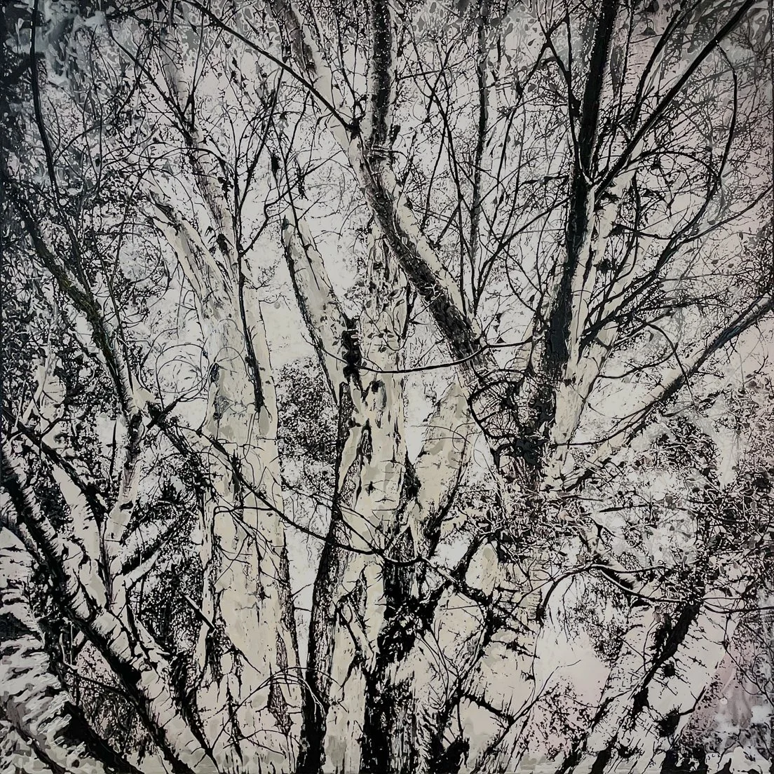 Birch Trees in the Morning Fog, High Atlas Mountains, Morocco (August 2025)