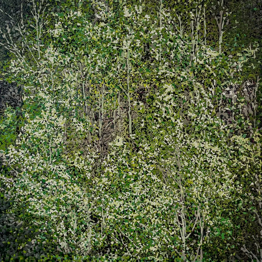 Poplar Trees, Morocco (August 2025)
