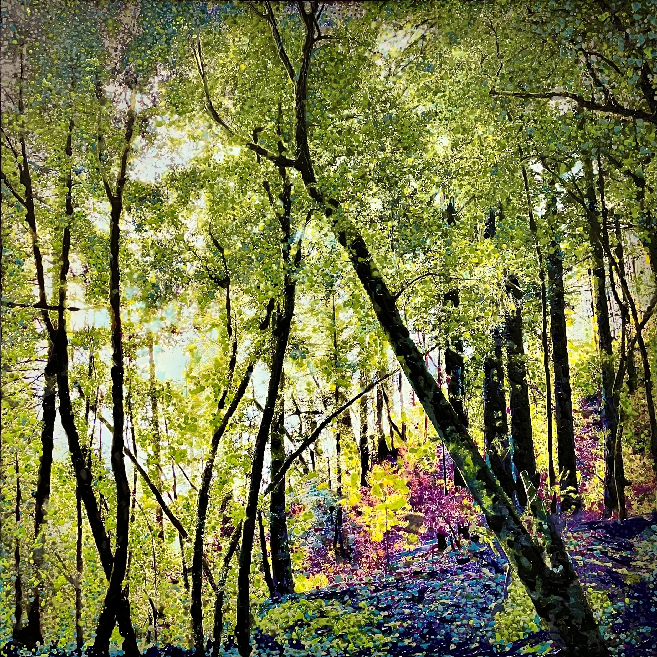 Armstrong Redwoods State Natural Reserve, CA (August 2025)
