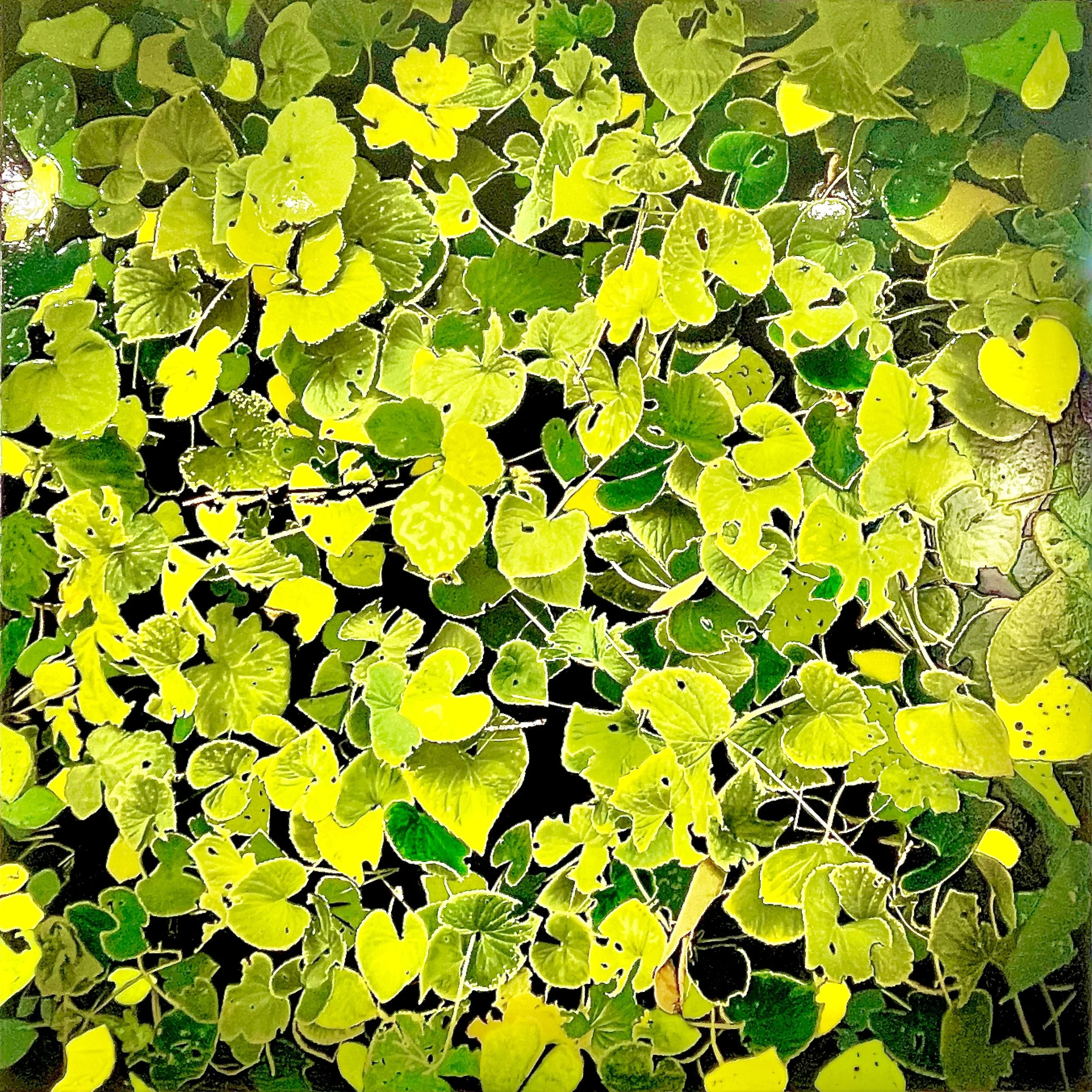Gotu Kola, European Water Clover. (March 2025)