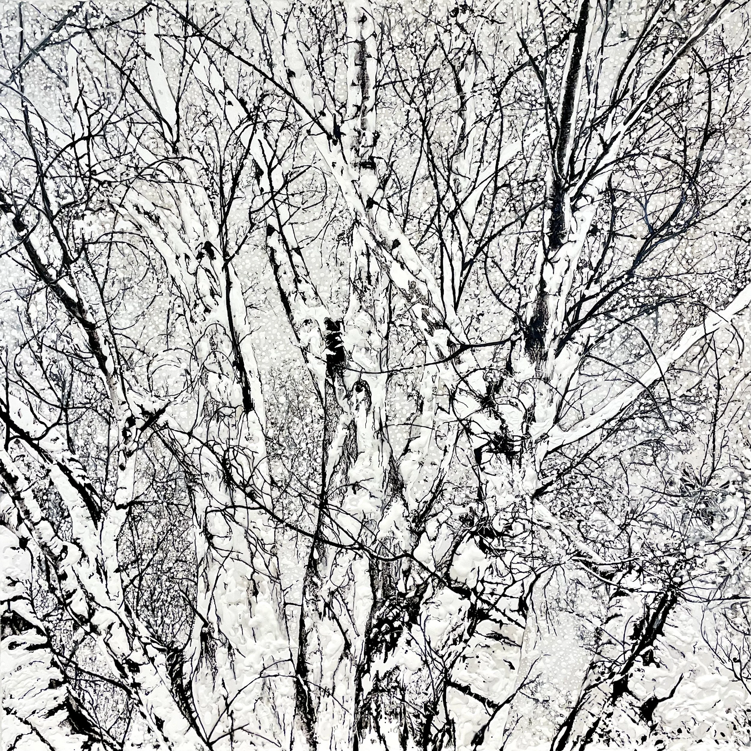 Birch Trees in the Snow, High Atlas (Morocco) June 2025