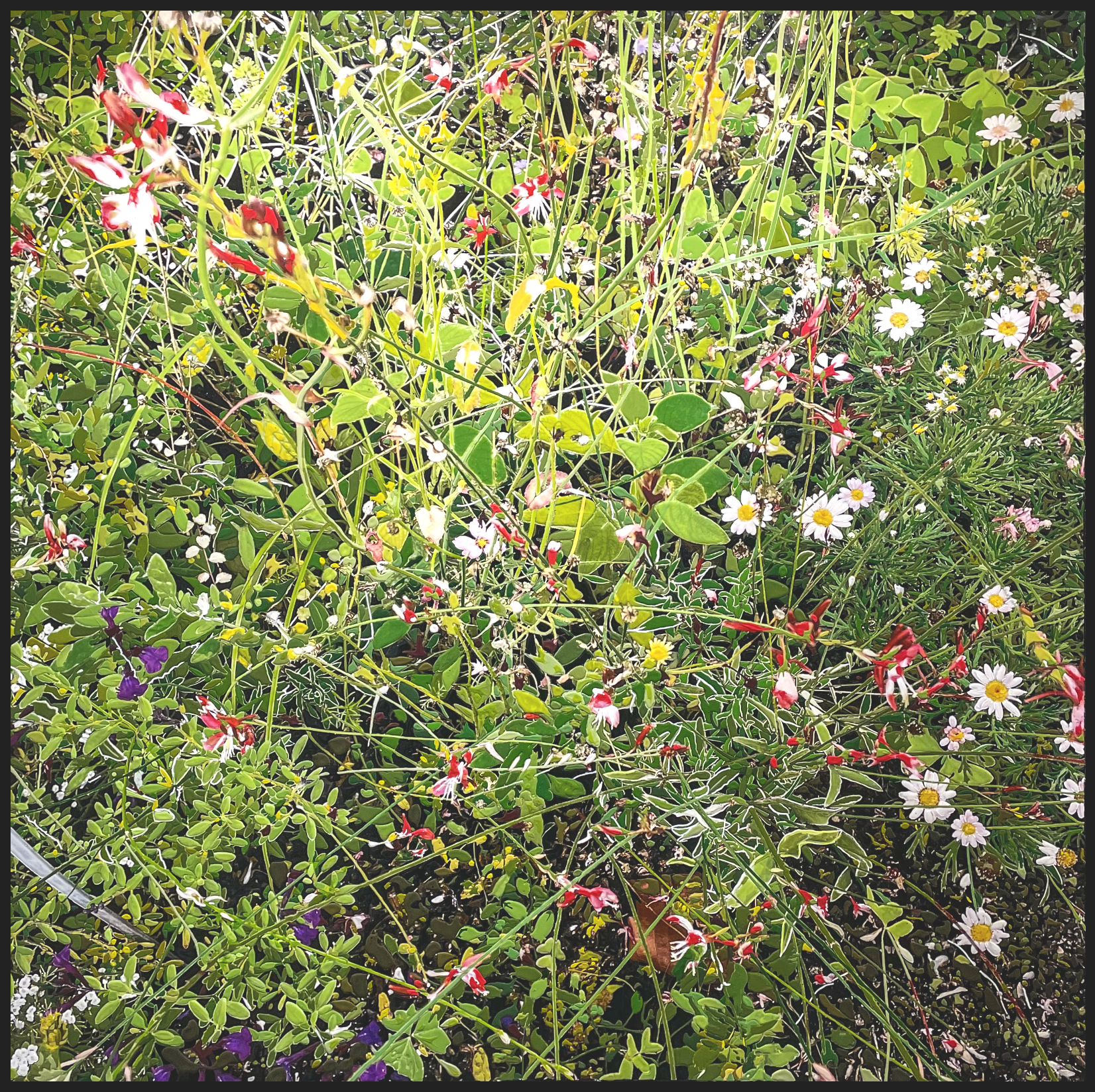 Jardin des Plantes II, Paris (May 2024) NFS