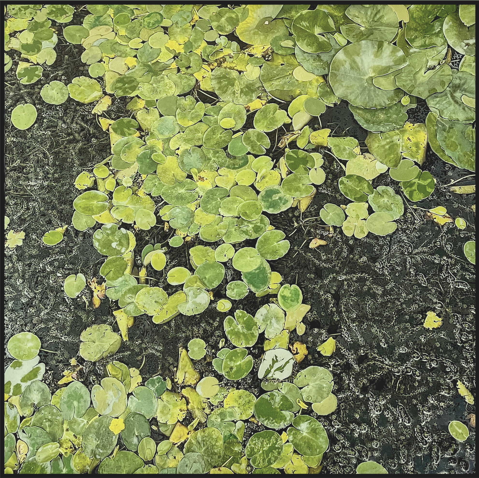 Monet's Water Lily, Giverny (France) 