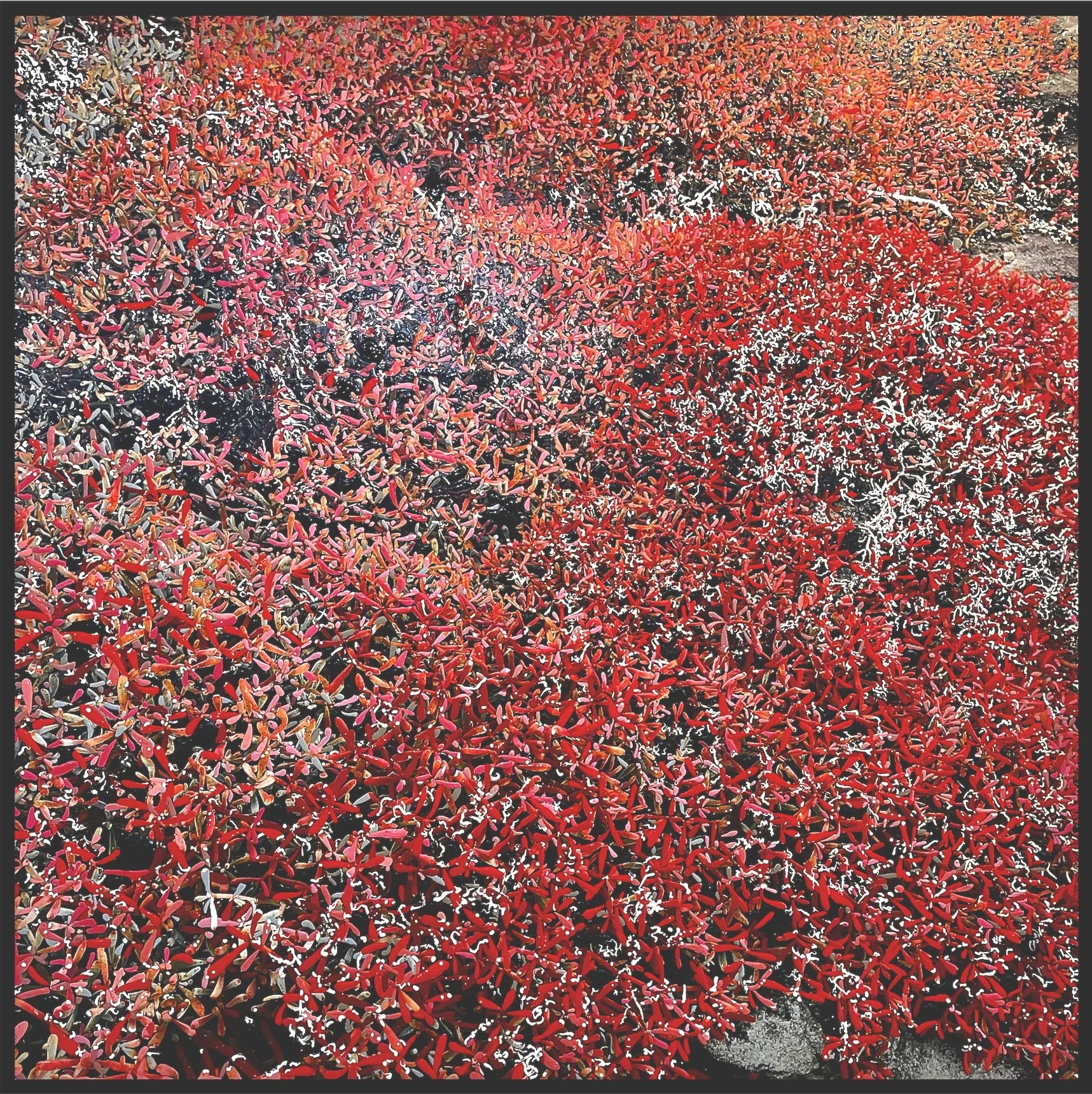 Red Carpetweed (Galapagos)