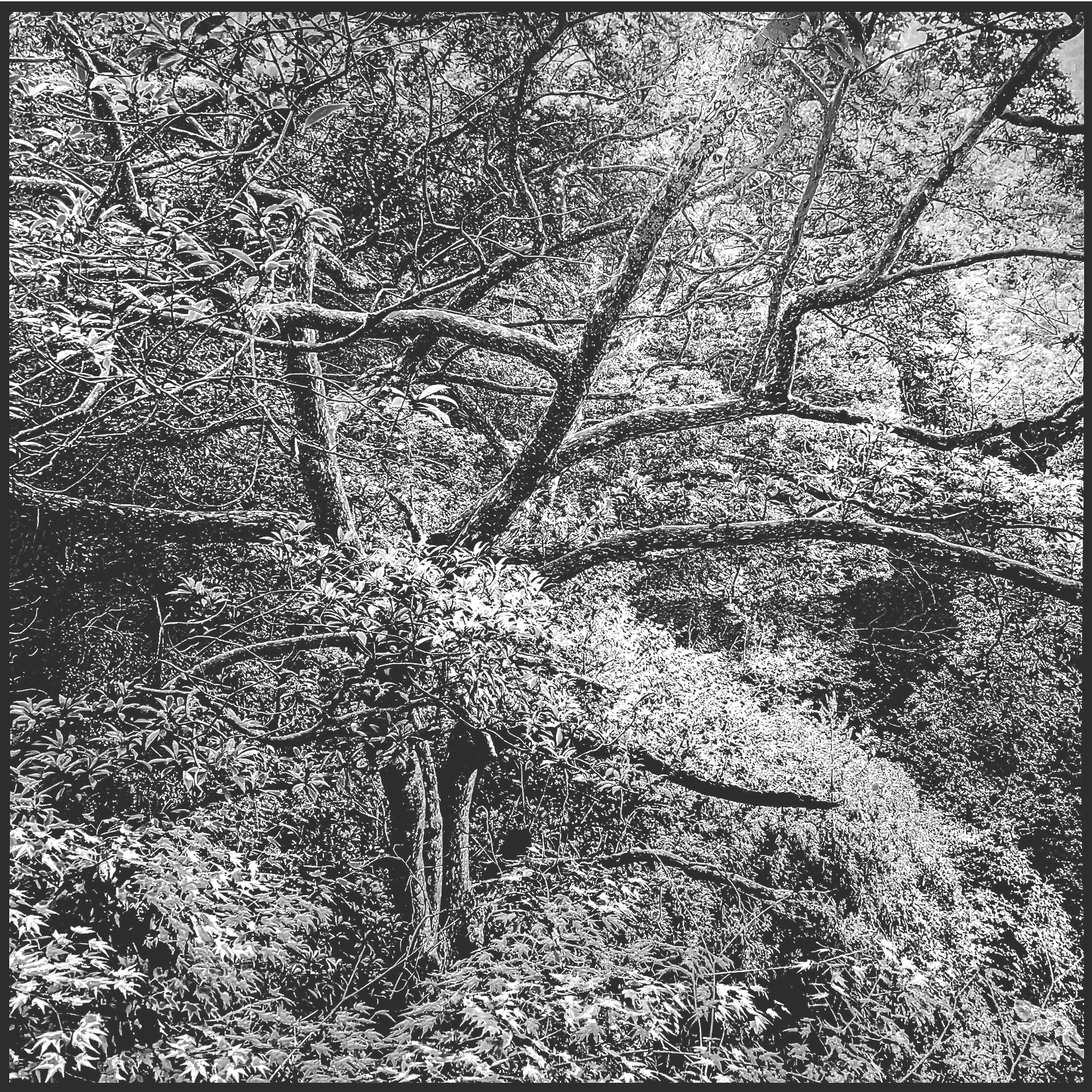 Sessile Oak Tree, Konpira San Shrine (Japan)