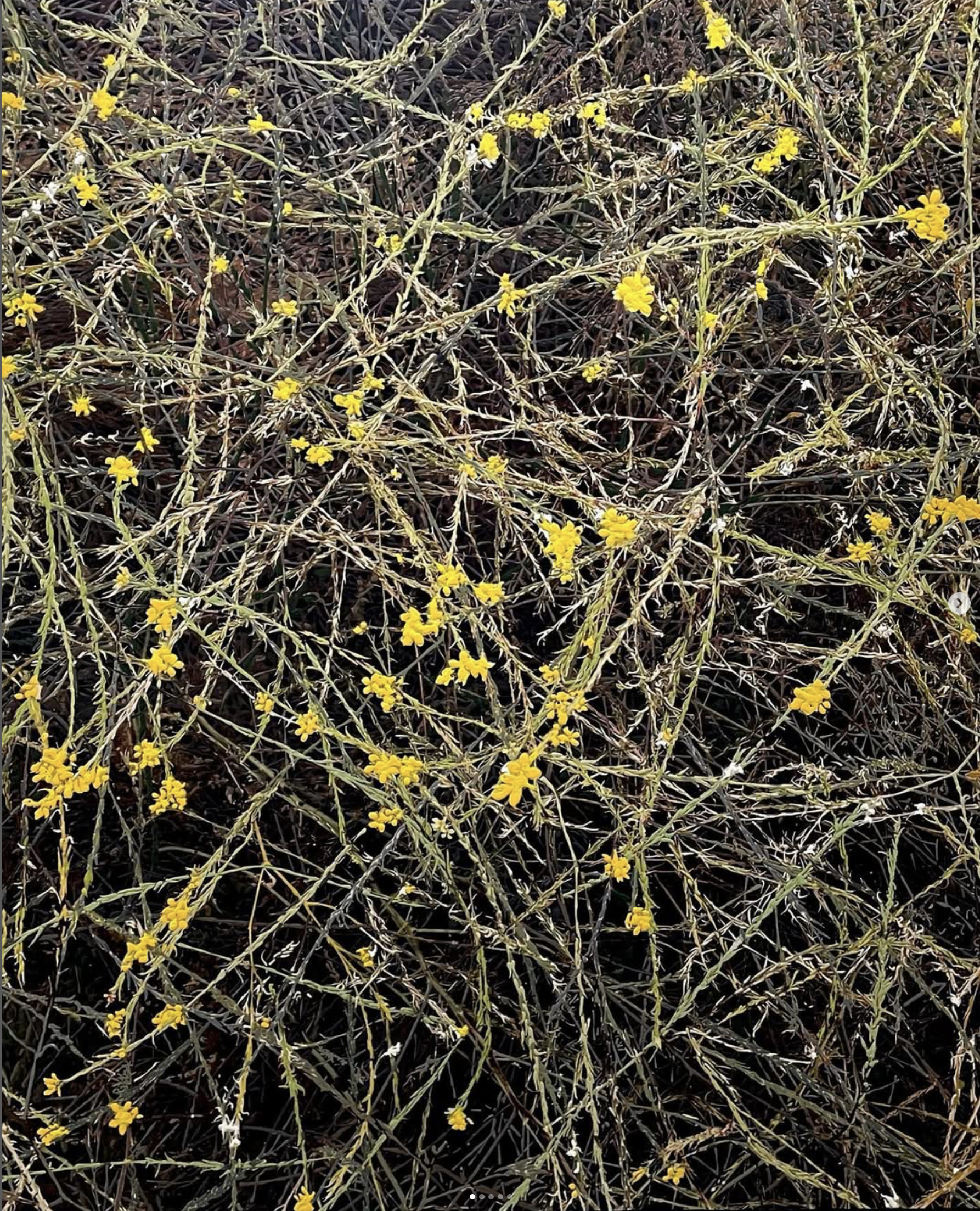 Butter Cup Wildflowers, Fort Mason Golden Gate National Recreation (CA)