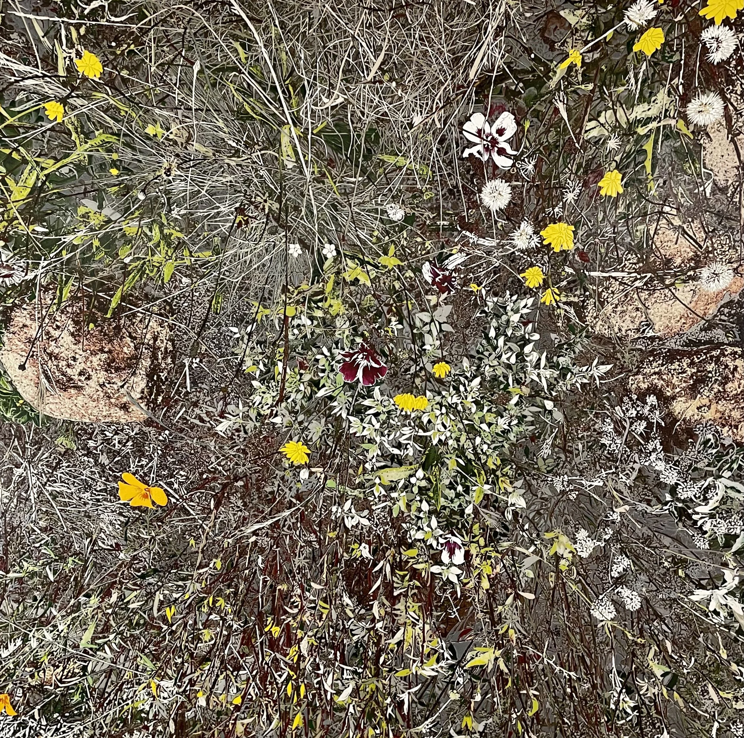 Wildflower, Corona Heights (SF)