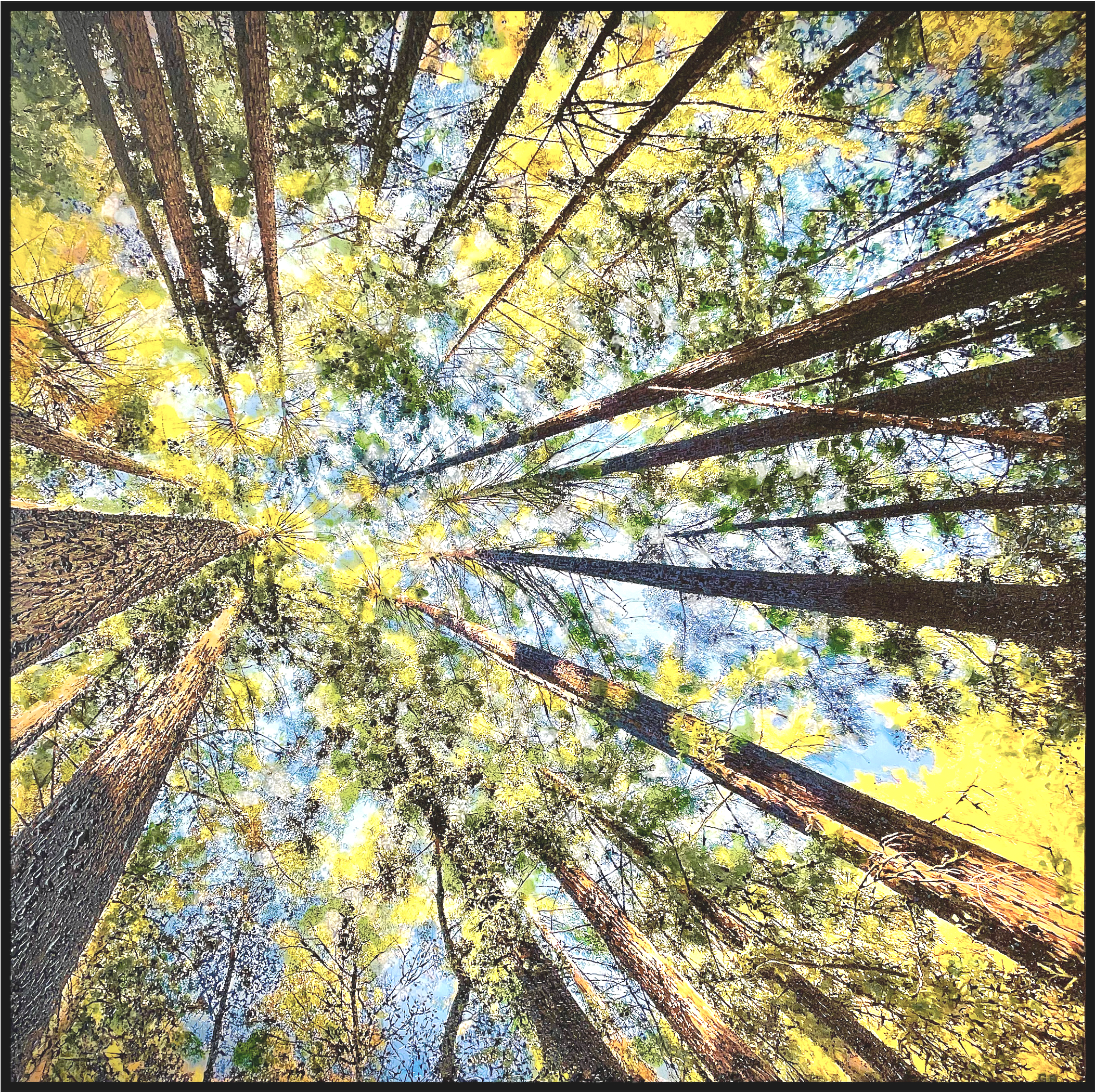 Redwood Trees, Huddart Park (CA)