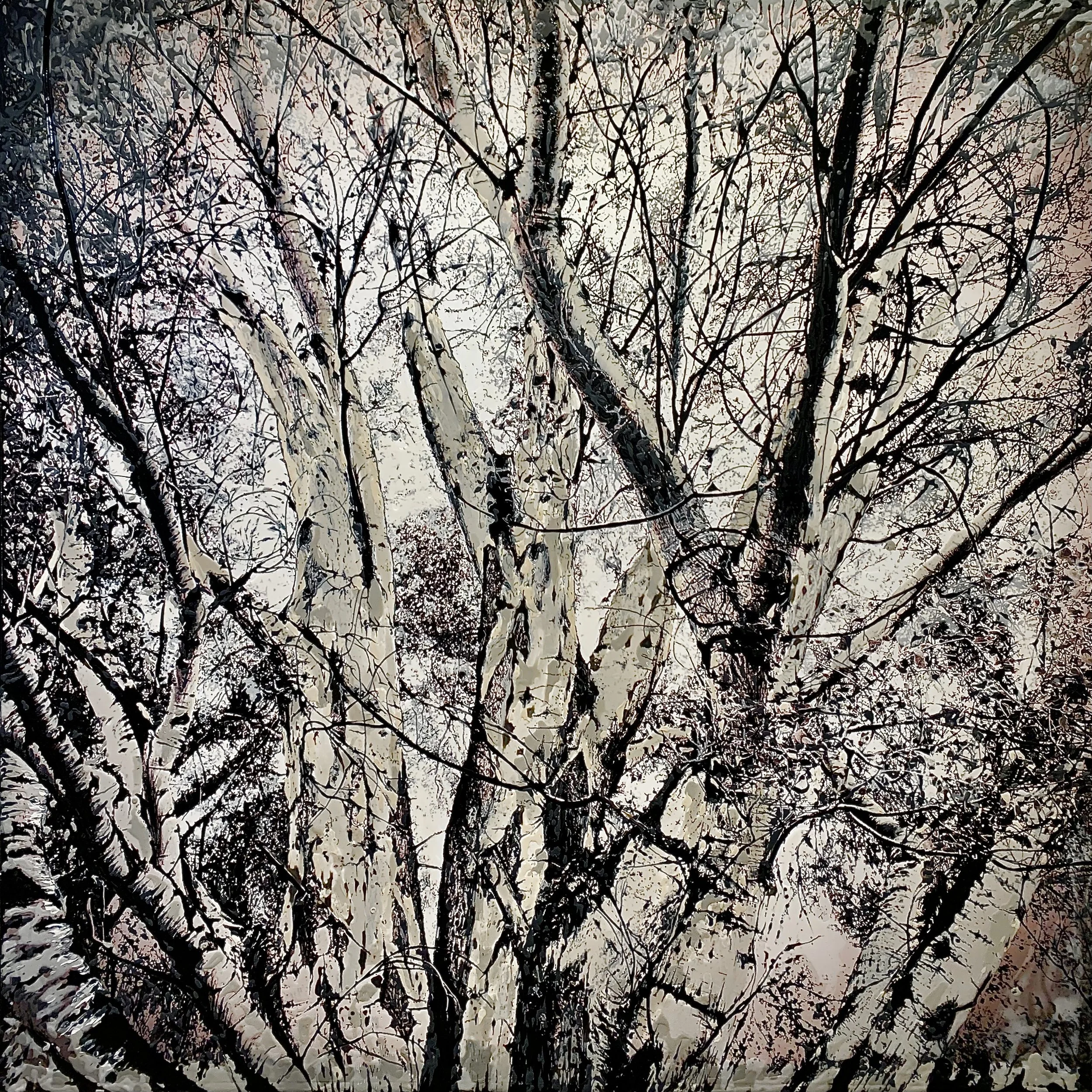 Birch Trees, High Atlas Mountains, Morocco (revisited) (January 2026)