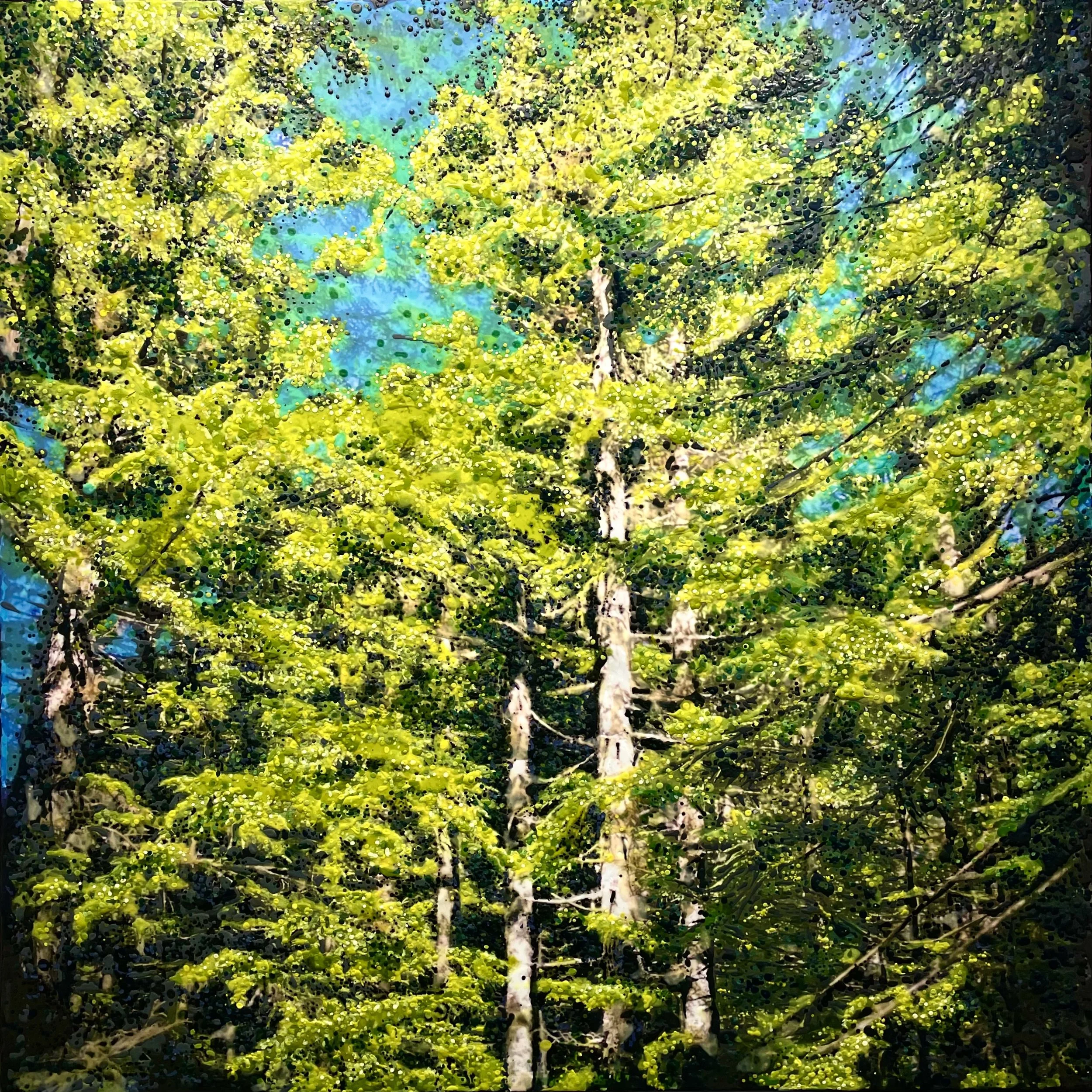 Mount Hood National Forest, Government Camp, Oregon (January 2026)